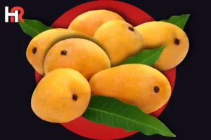 Pakistan mango harvest 2026