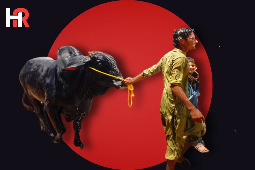 Awam Dost Cattle Market Northern Bypass