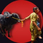 Awam Dost Cattle Market Northern Bypass