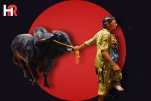 Awam Dost Cattle Market Northern Bypass