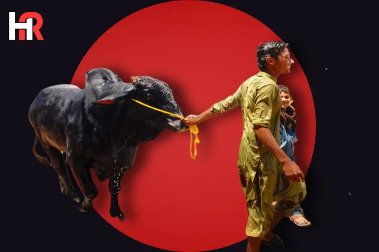 Awam Dost Cattle Market Northern Bypass