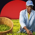 Kenya tea export disruption