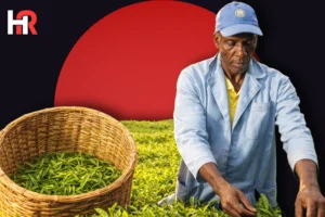 Kenya tea export disruption