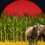 Pakistan Economic Survey 2025-26 agriculture growth rate