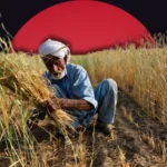 Urgent Wheat Requests From Punjab and Sindh Spark Import Talks.