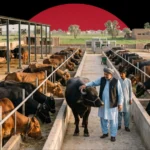 An aerial perspective of a large commercial dairy farm where two men walk down a central concrete aisle between rows of livestock and feeding troughs filled with cattle and buffaloes, set against a dark background with a massive, solid red circle.