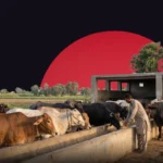 Livestock emerges as Pakistan’s key agricultural growth engine in FY2026
