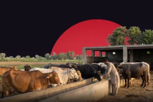 Livestock emerges as Pakistan’s key agricultural growth engine in FY2026