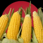 GMO corn cultivation Pakistan farmers protest
