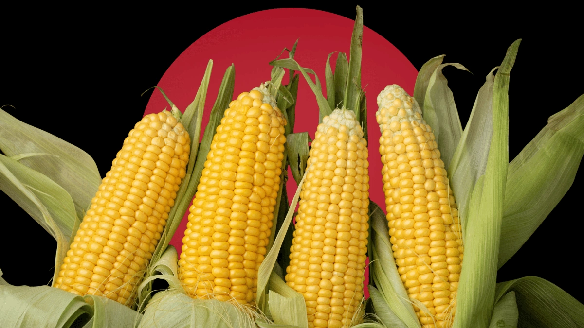 GMO corn cultivation Pakistan farmers protest