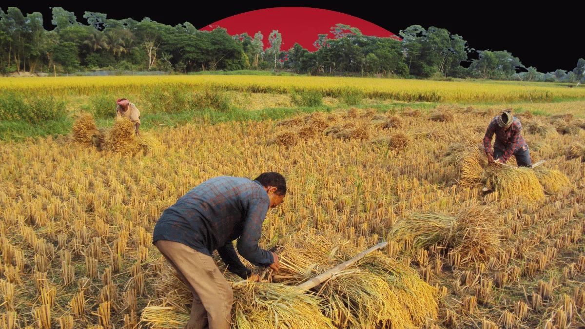 rice planter feasibility study Pakistan