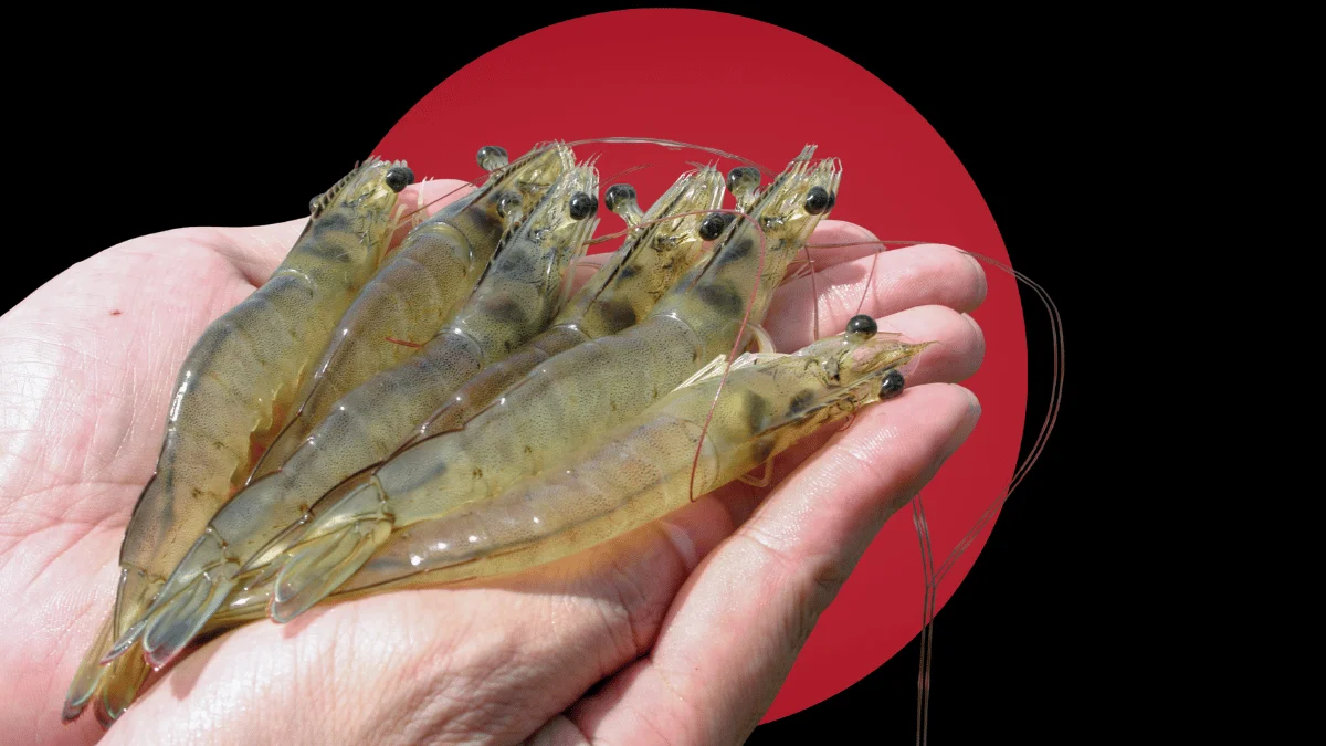 shrimp farming seafood exports Pakistan