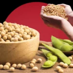 CBOT soybean futures US harvest China imports October 2026