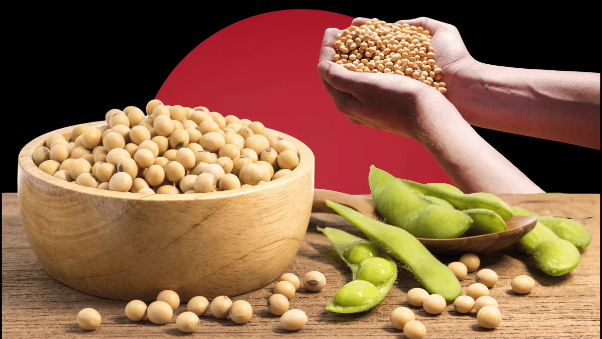 CBOT soybean futures US harvest China imports October 2026